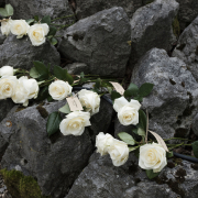Gedenkfeier am Ort des ehemaligen KZ-Außenlagers Dipoldsau Weiße Rosen wurden auf Steinen am Ort der KZ-Gedenkstätte niedergelegt